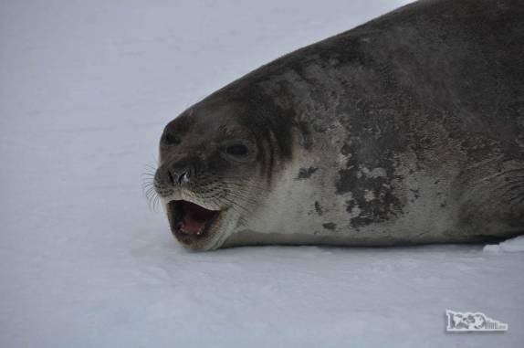 Um filhote de elefante marinho nos observa em Turret Point, em King George Island, na Antártida